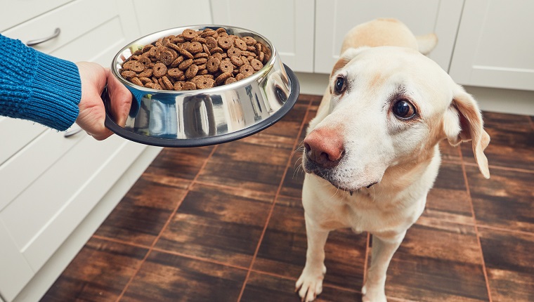 Affordable Dog Food Options