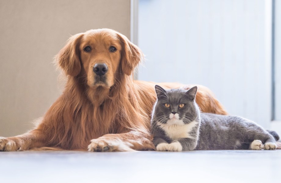 Why You Should Consider Pet Insurance