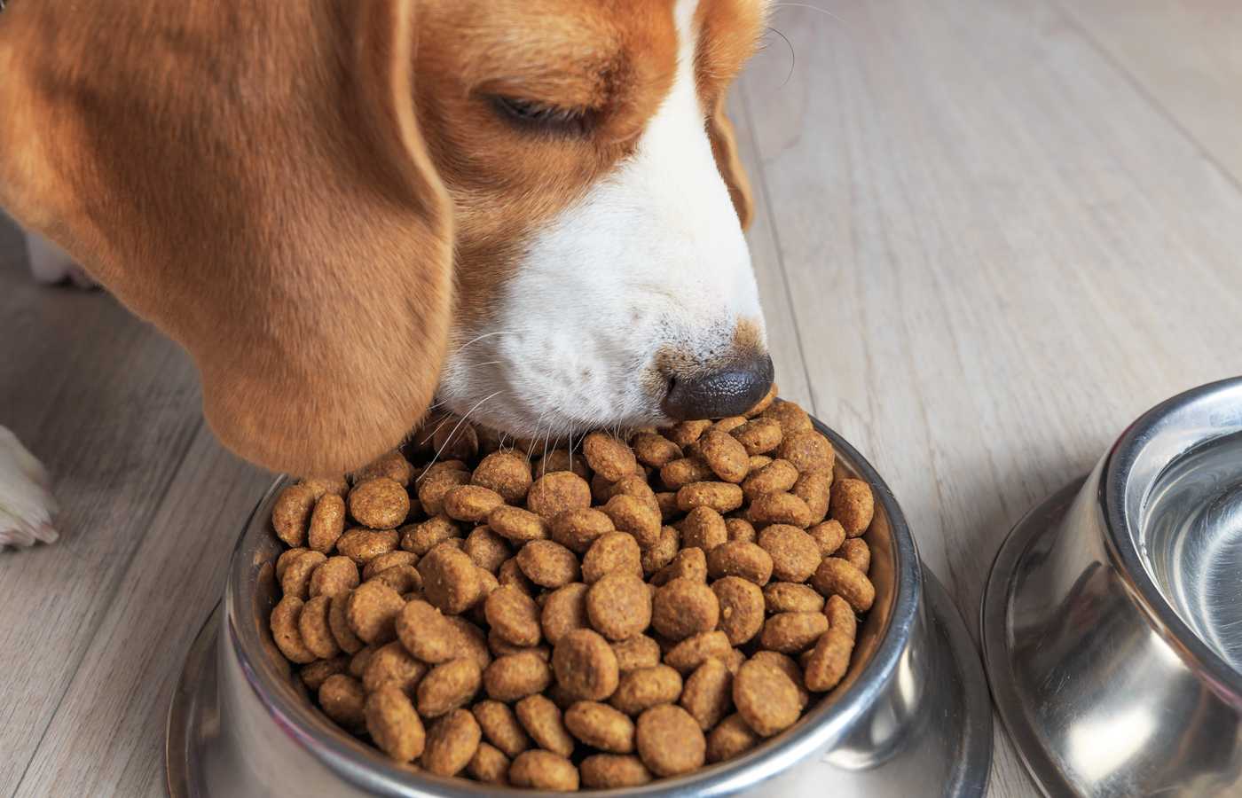 The Worst Ingredients Commonly Found in Dog Food