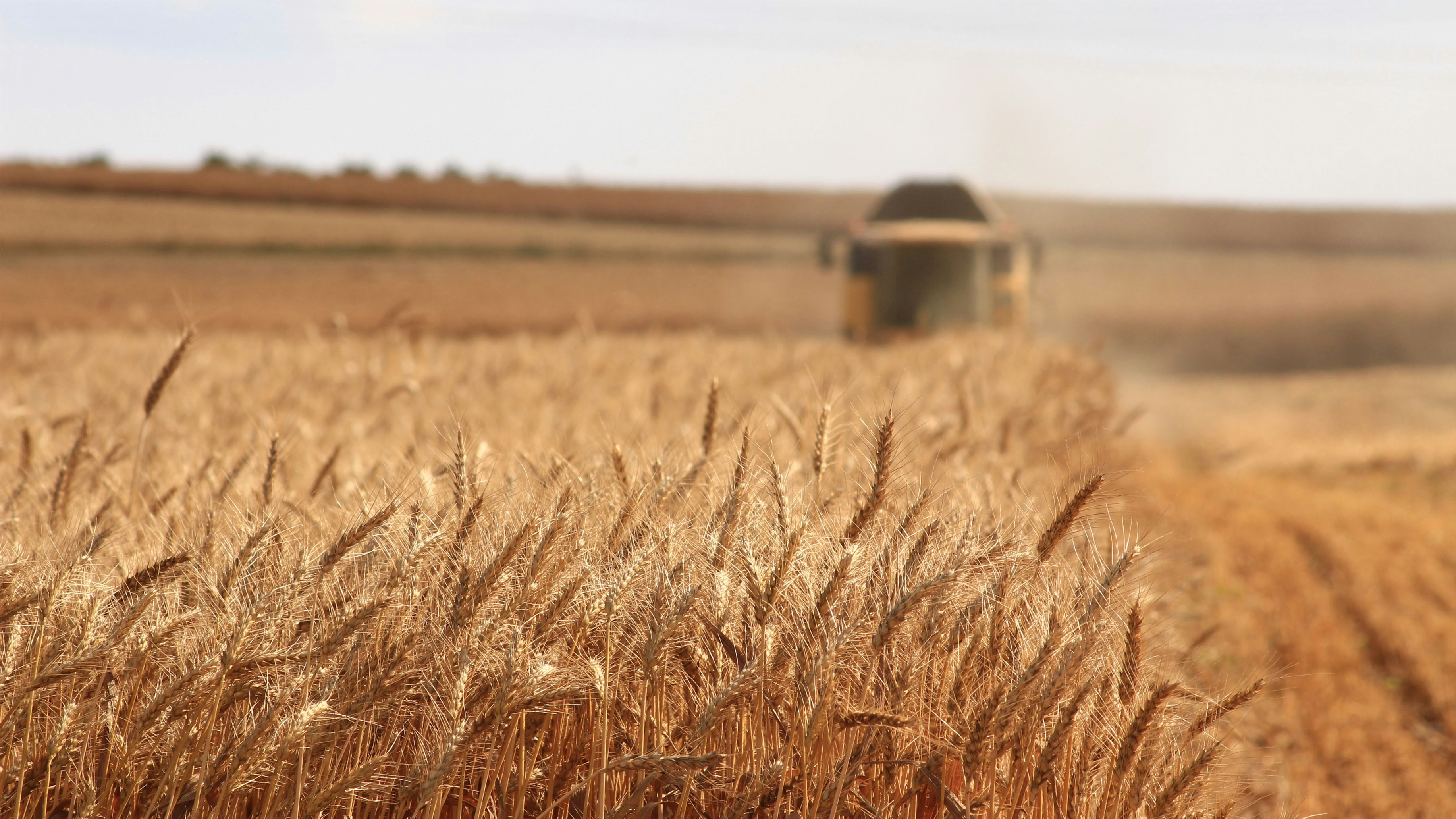 cereals production