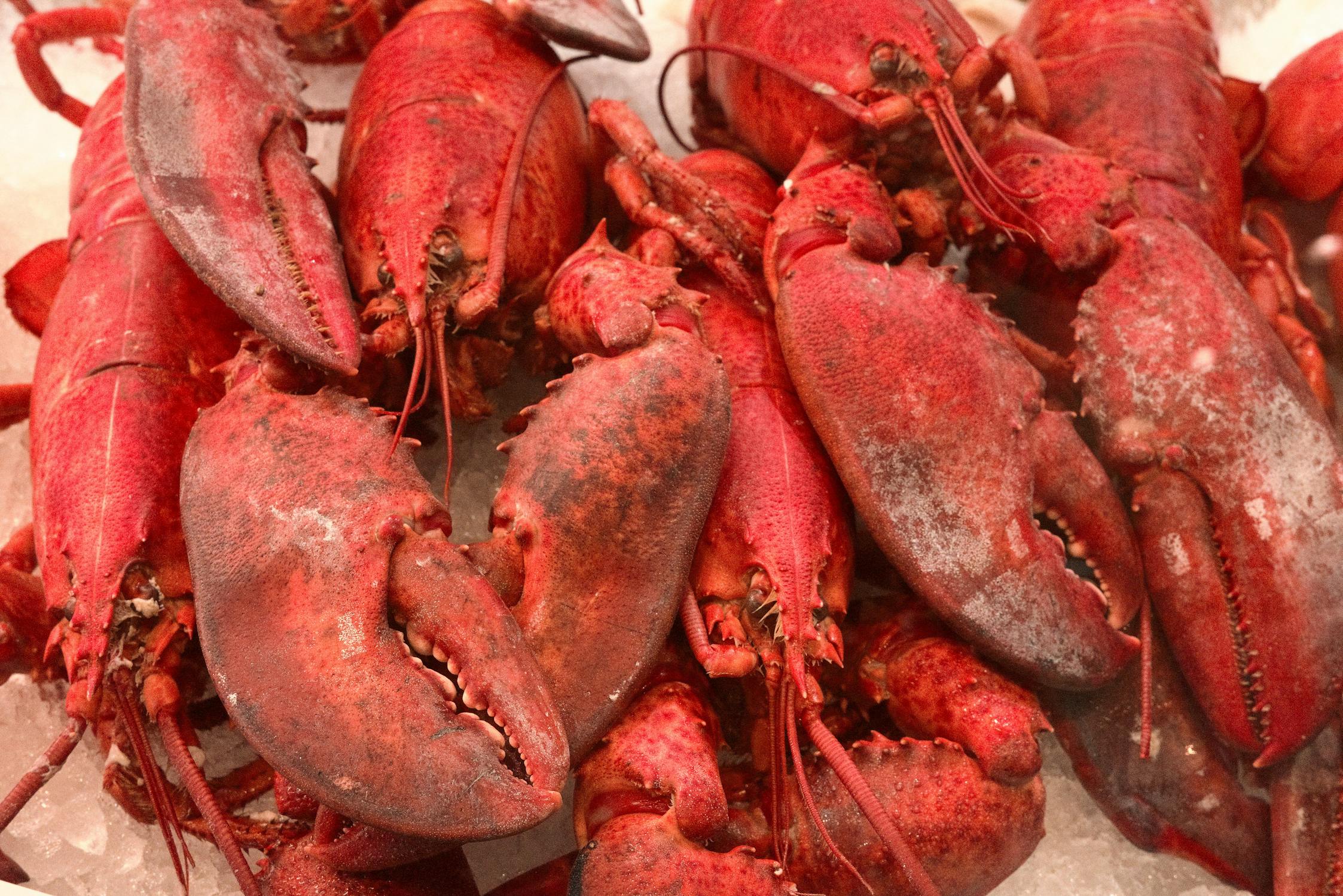 Wholesale Lobster Prices