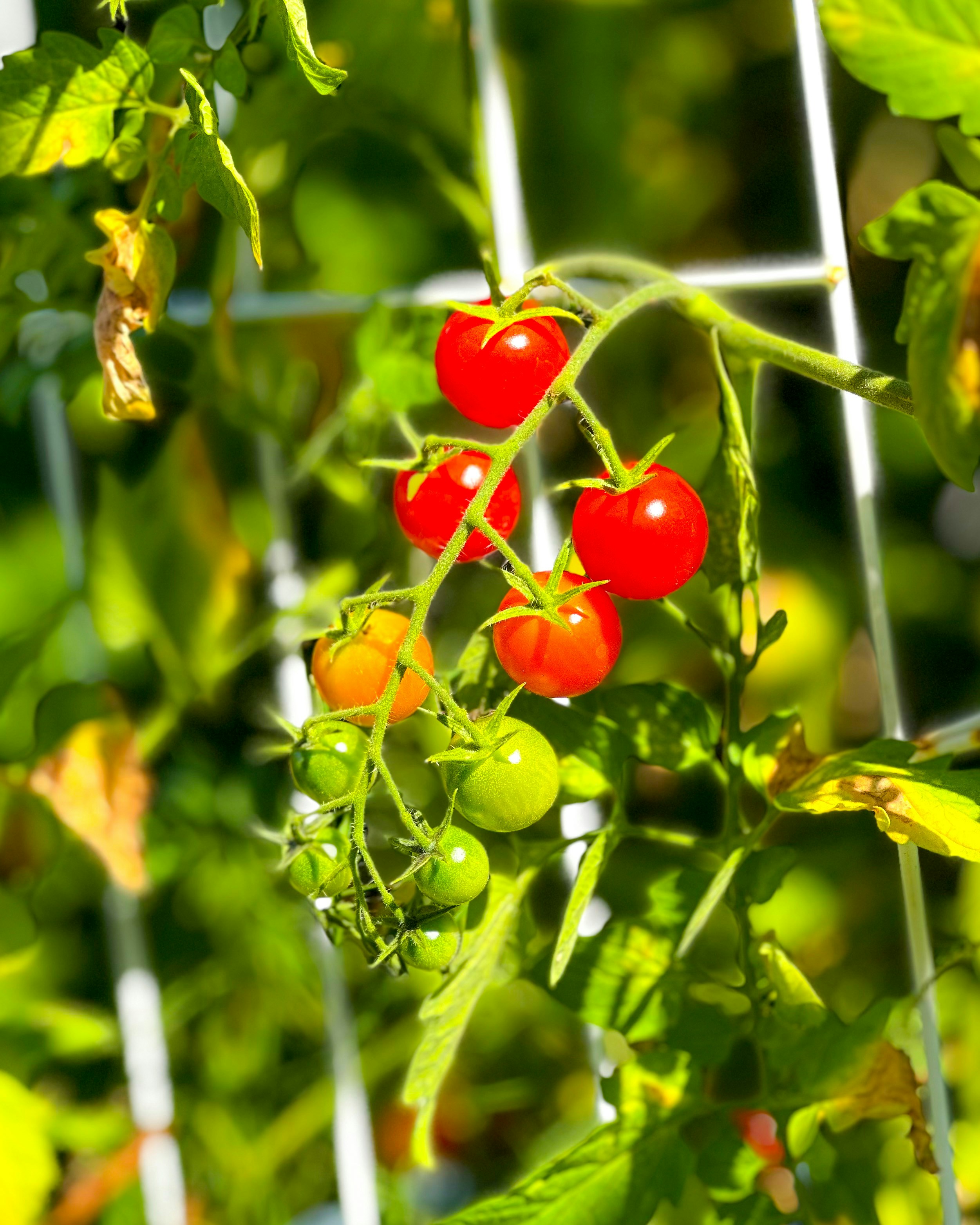 Tomatoes on a farm