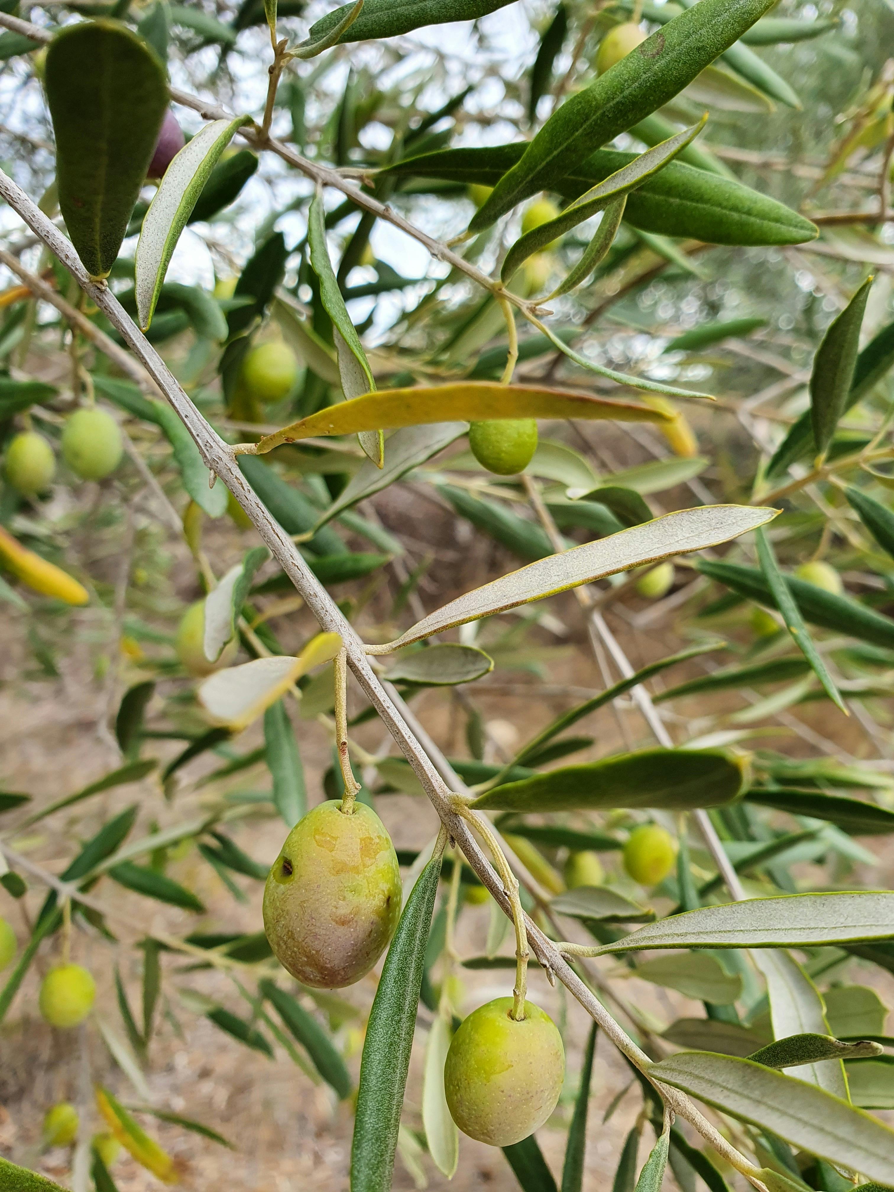 Olive tree