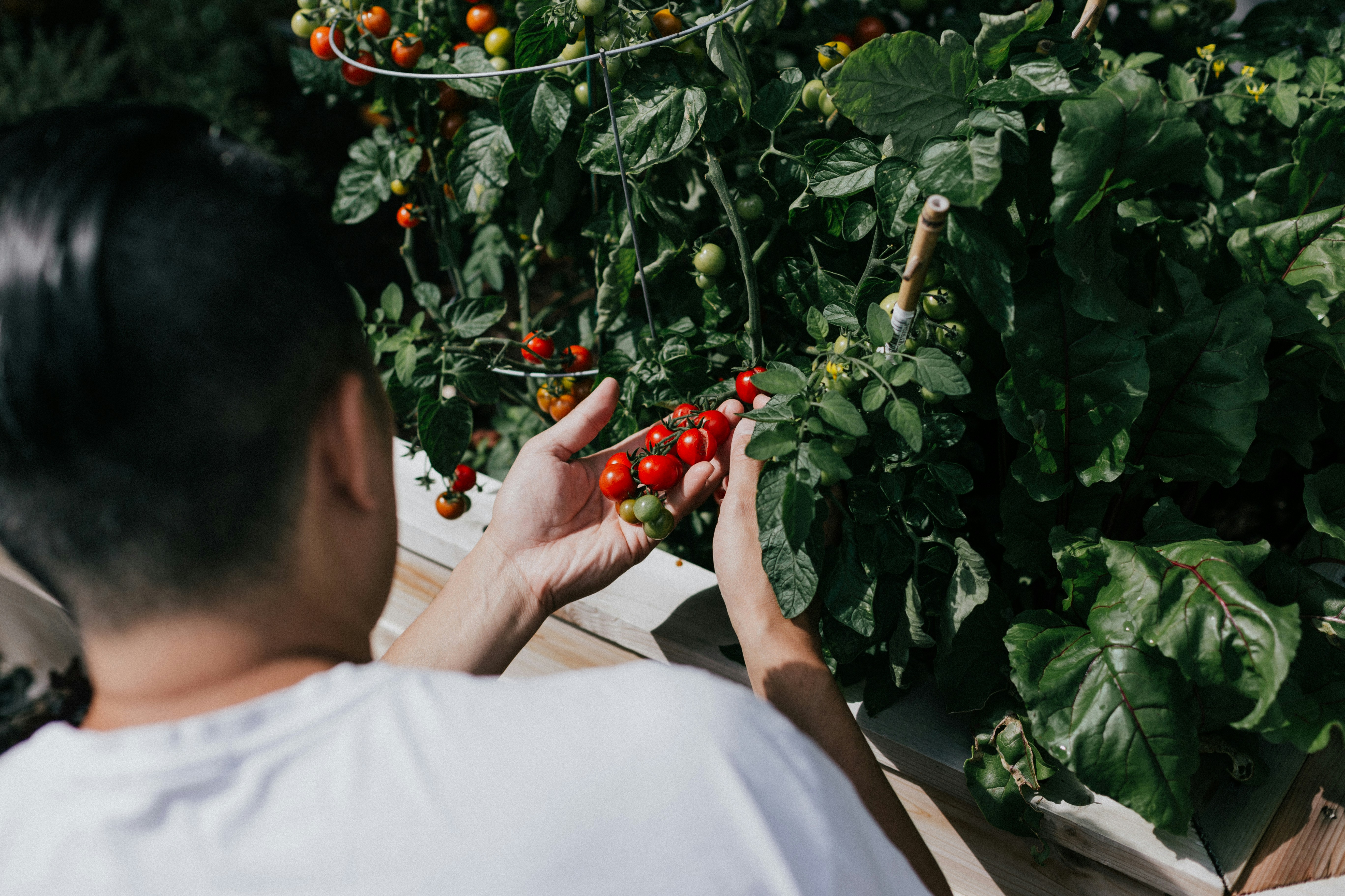Tomato picking