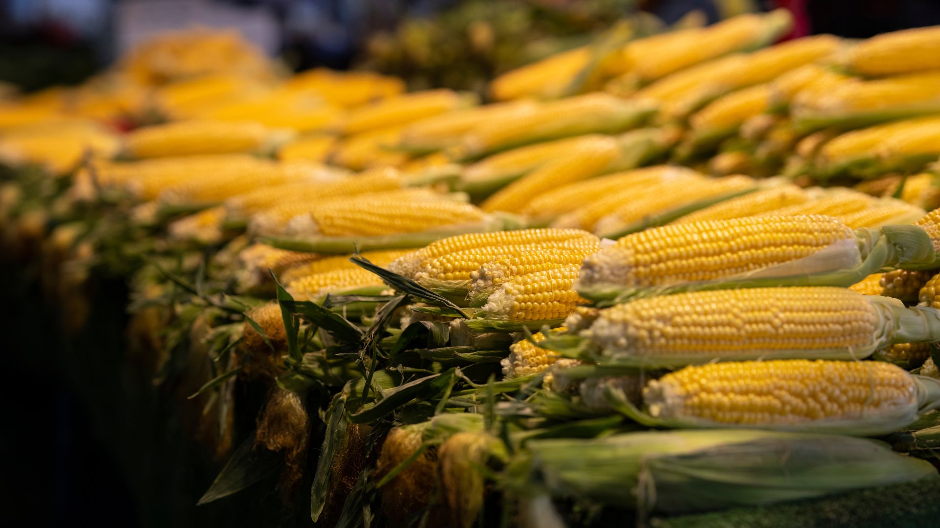 wholesale price of corn