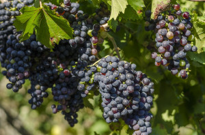 'Bene l'emendamento sui voucher alla vigilia dell'avvio della vendemmia'