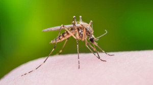 West Nile virus: in Piemonte situazione sotto controllo