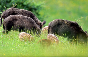 Danni da animali selvatici, tre milioni per i risarcimenti
