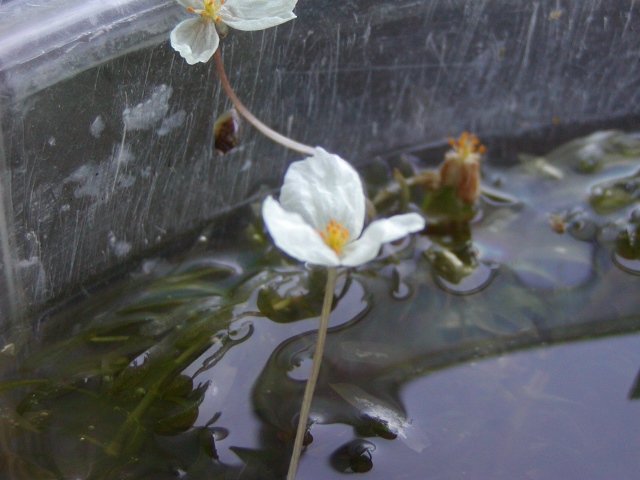 Tossランド 写真集２３ オオカナダモの花