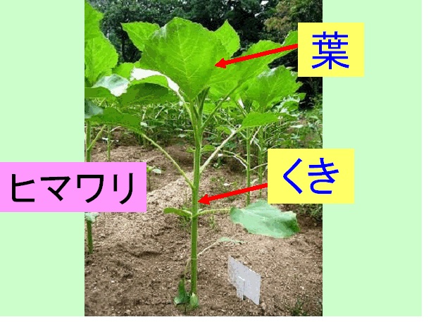 Tossランド 植物の体のつくり スギナのひみつ