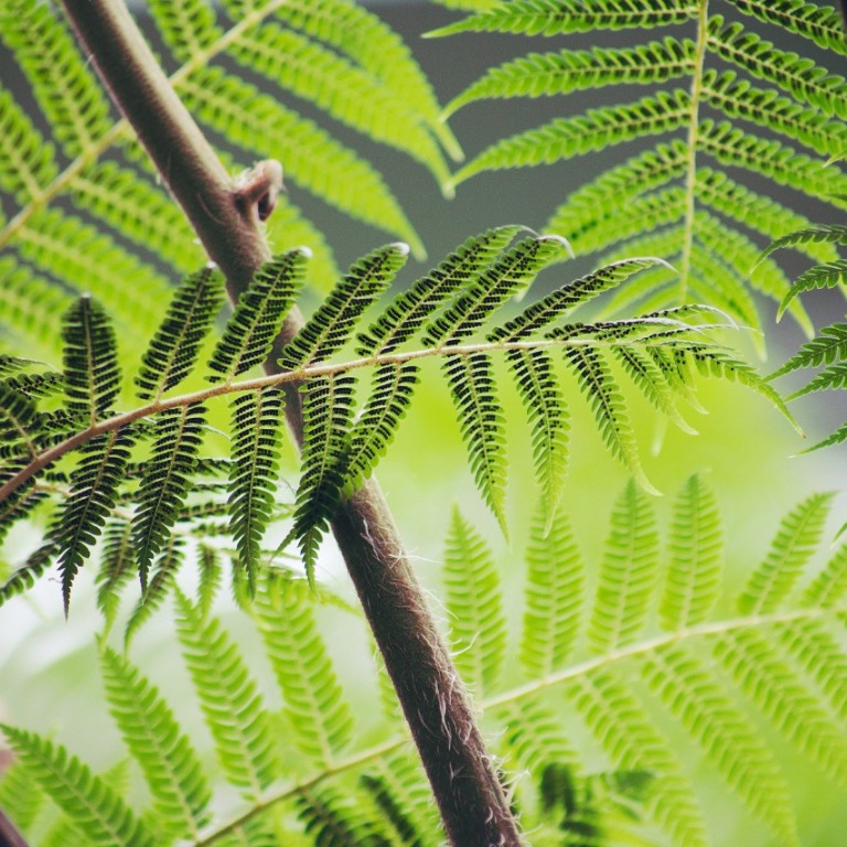 Tossランド 植物の分類 ２