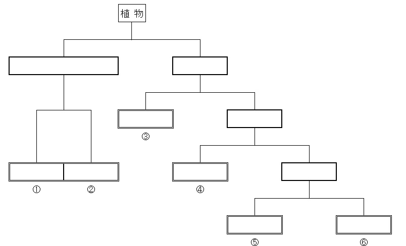 Tossランド 植物の分類 ４