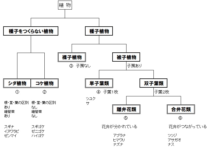 Tossランド 植物の分類 ４