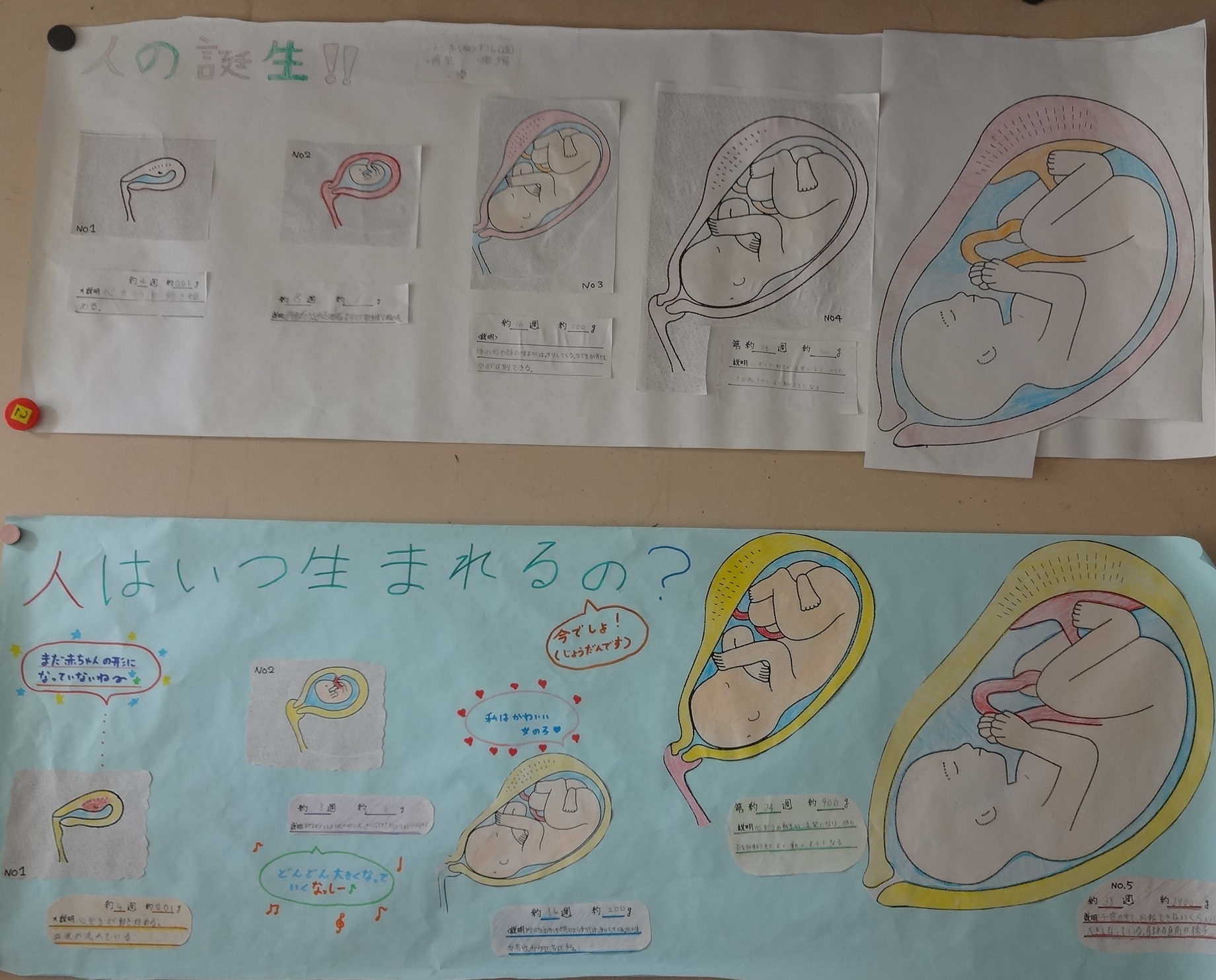 Tossランド 人の誕生で使える 実物大 教材の例１ 子宮内成長実物図