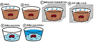 Tossランド ５年理科 植物の発芽と成長 実験の計画をする