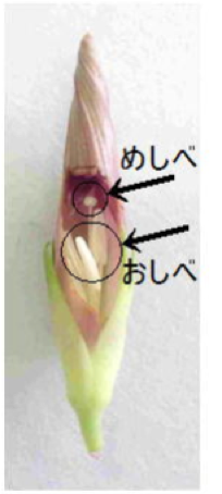 Tossランド あれども見えずを意識した 植物の花のつくり の授業 Tossランド あれども見えずを意識した 植物の花のつくり の授業