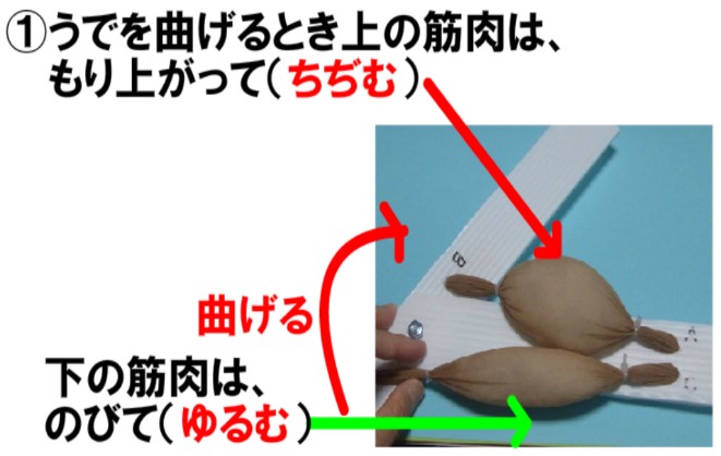 Tossランド 筋肉モデルで考えよう