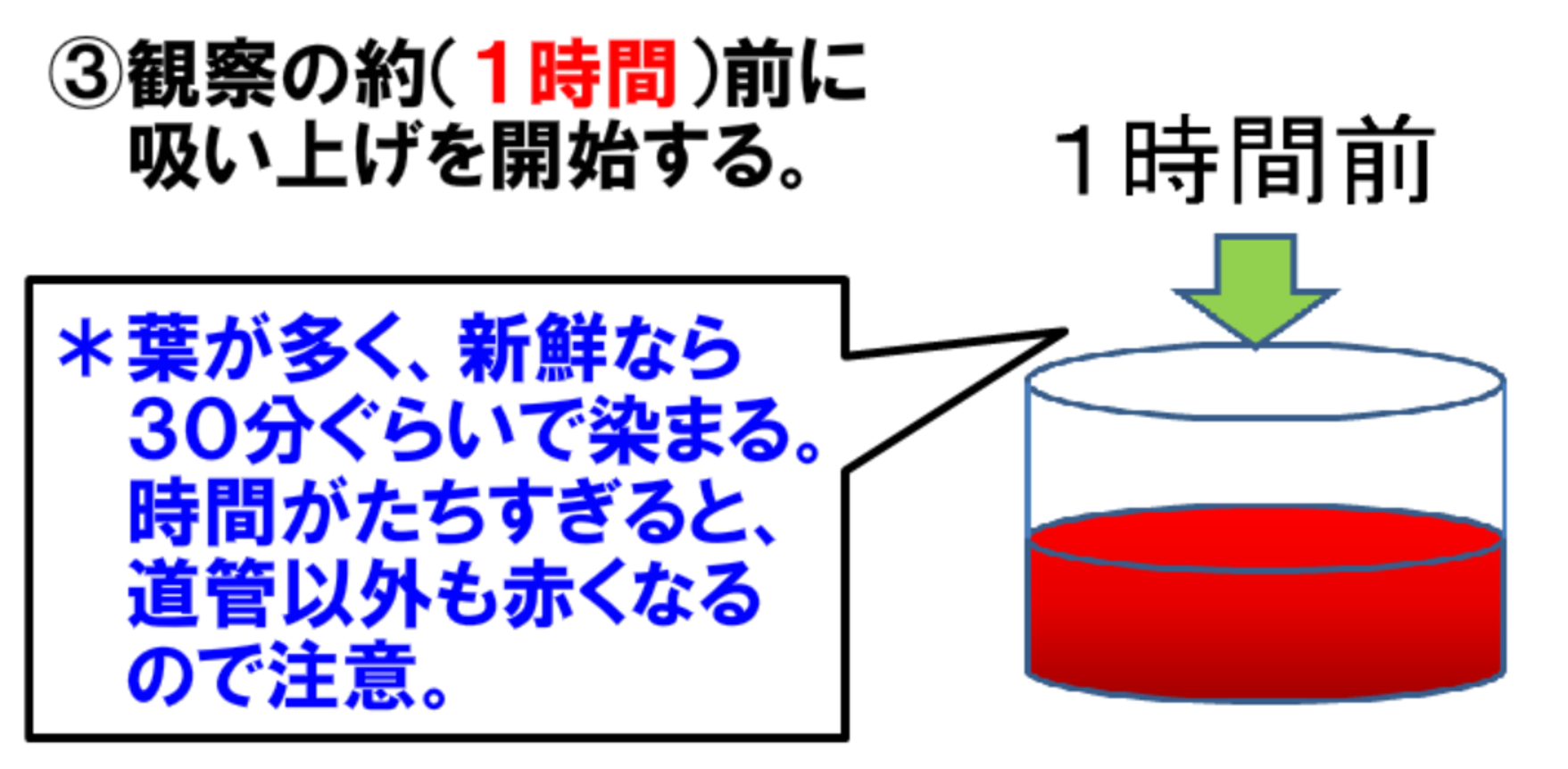 Tossランド 野菜で水の通り道を調べよう