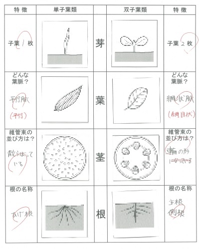 双子葉植物と単子葉植物の根