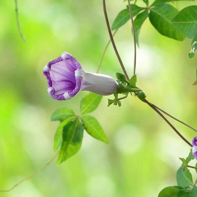 Tossランド 一つの花 １