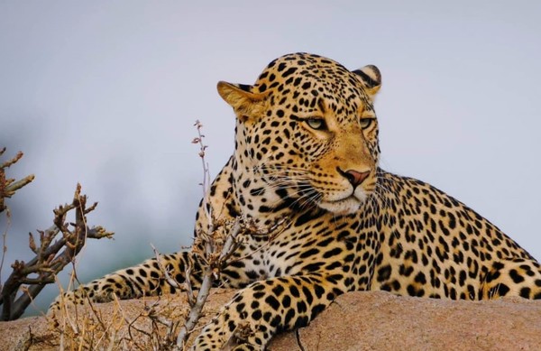 Leopard  