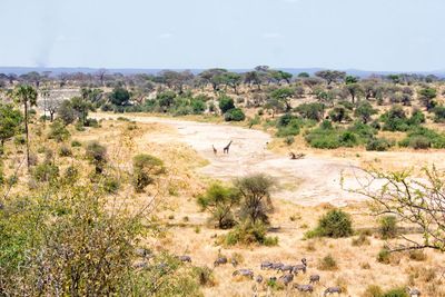 Tarangire 2