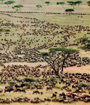 Serengeti23