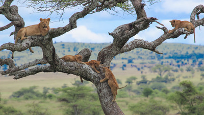 Lake manyara national park