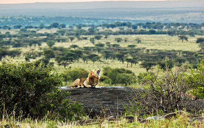 Serengeti37