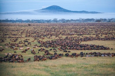 Serengeti17