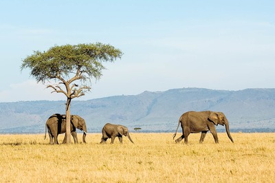 Tarangire2