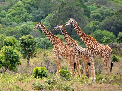 Lake manyara18