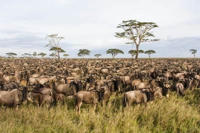 Serengeti47