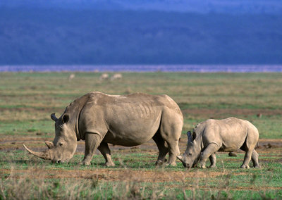 Ngorongoro rhino