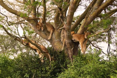 Lake manyara tree climbing lions