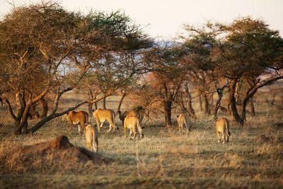 Serengeti 7