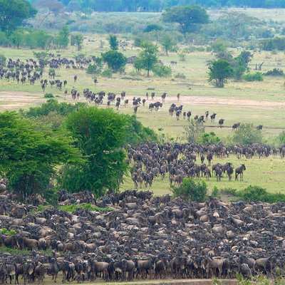 Serengeti 2
