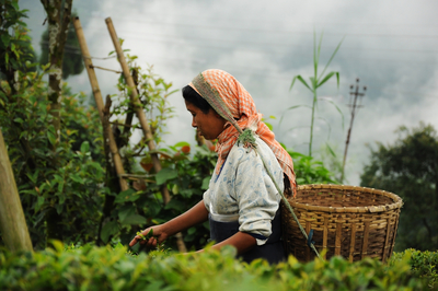 Womanpicktealeafsdarjeelingindiadt