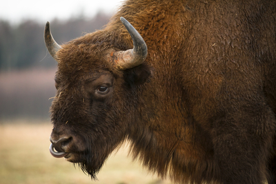 Bisondreamstimem20137832