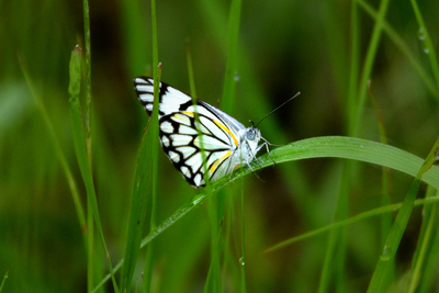 Butterflyinafricadreamstimem139910939