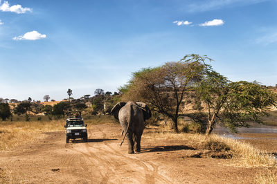 Elephantsafarigamedrivewildlifeserengetidreamstimem60583716