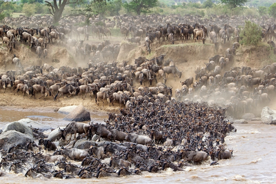 Wildebeestwildlifegreatmigrationcrossingthemarariverintheserengetinationalparkdreamstimem34908010