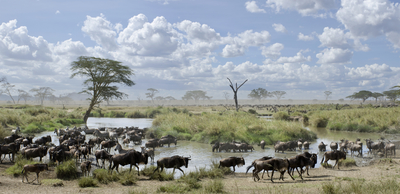 Wildebeestzebraswildliferiverserengetinationalparkdreamstimem21995676