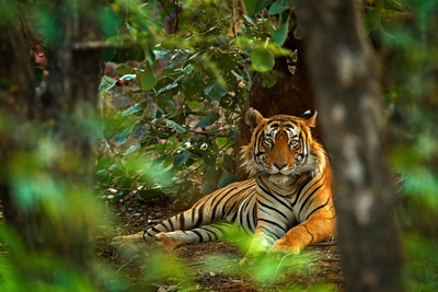 Tigerranthamboredreamstimexxl95607965