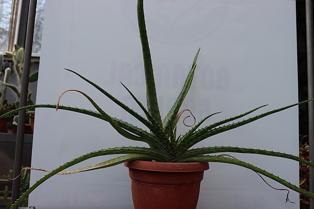 Barbados Aloe flowers toxic to dogs