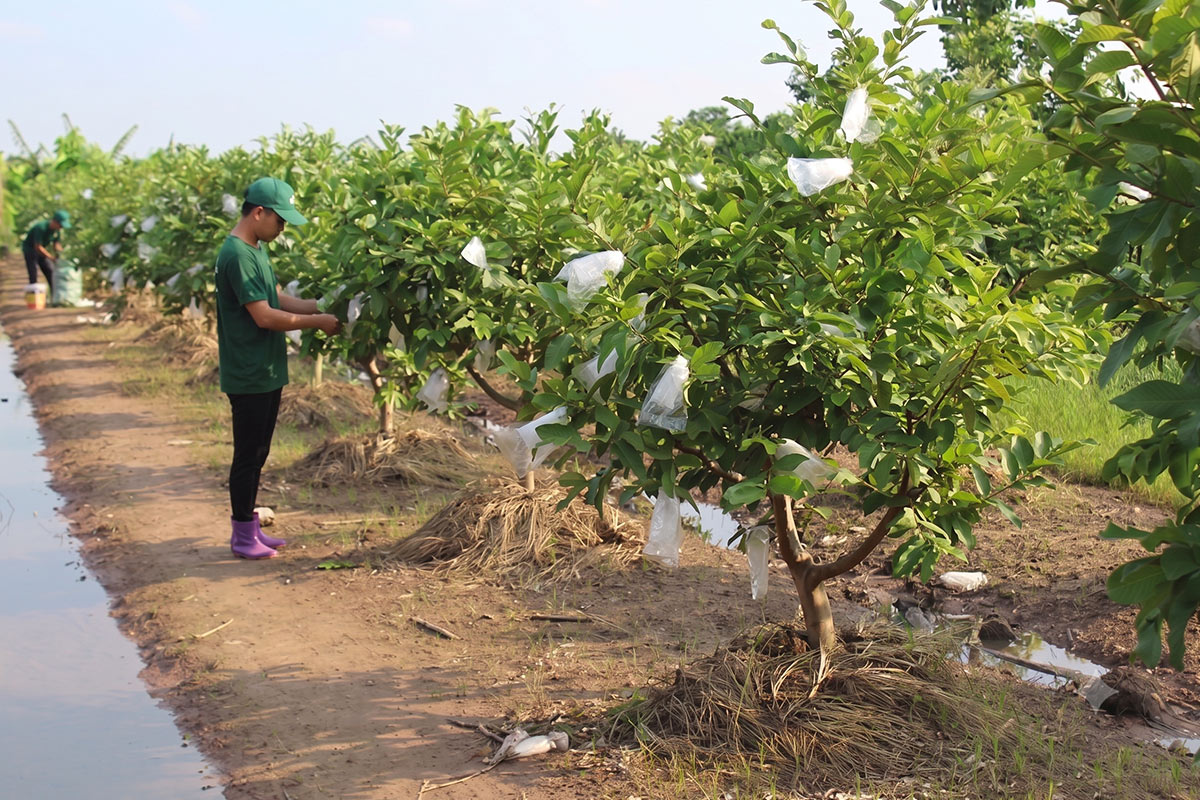 Ổi Lê Đài Loan