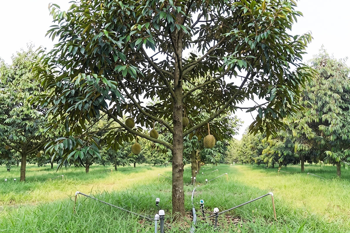 Sầu riêng Ri6-2022 - ảnh 4