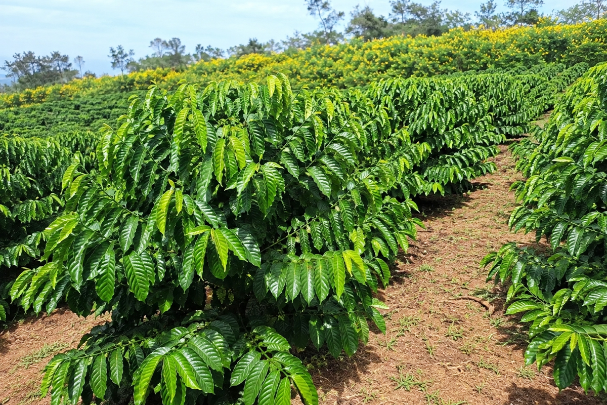Cà Phê Robusta-2021 - ảnh 2