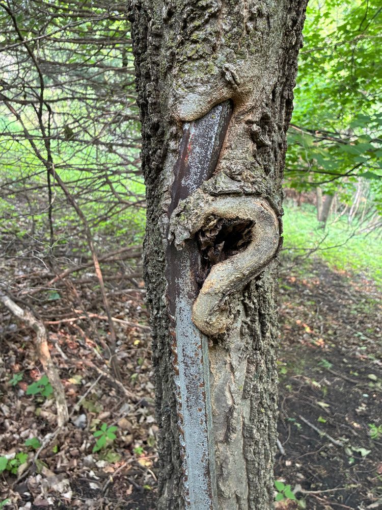 Trail status picture