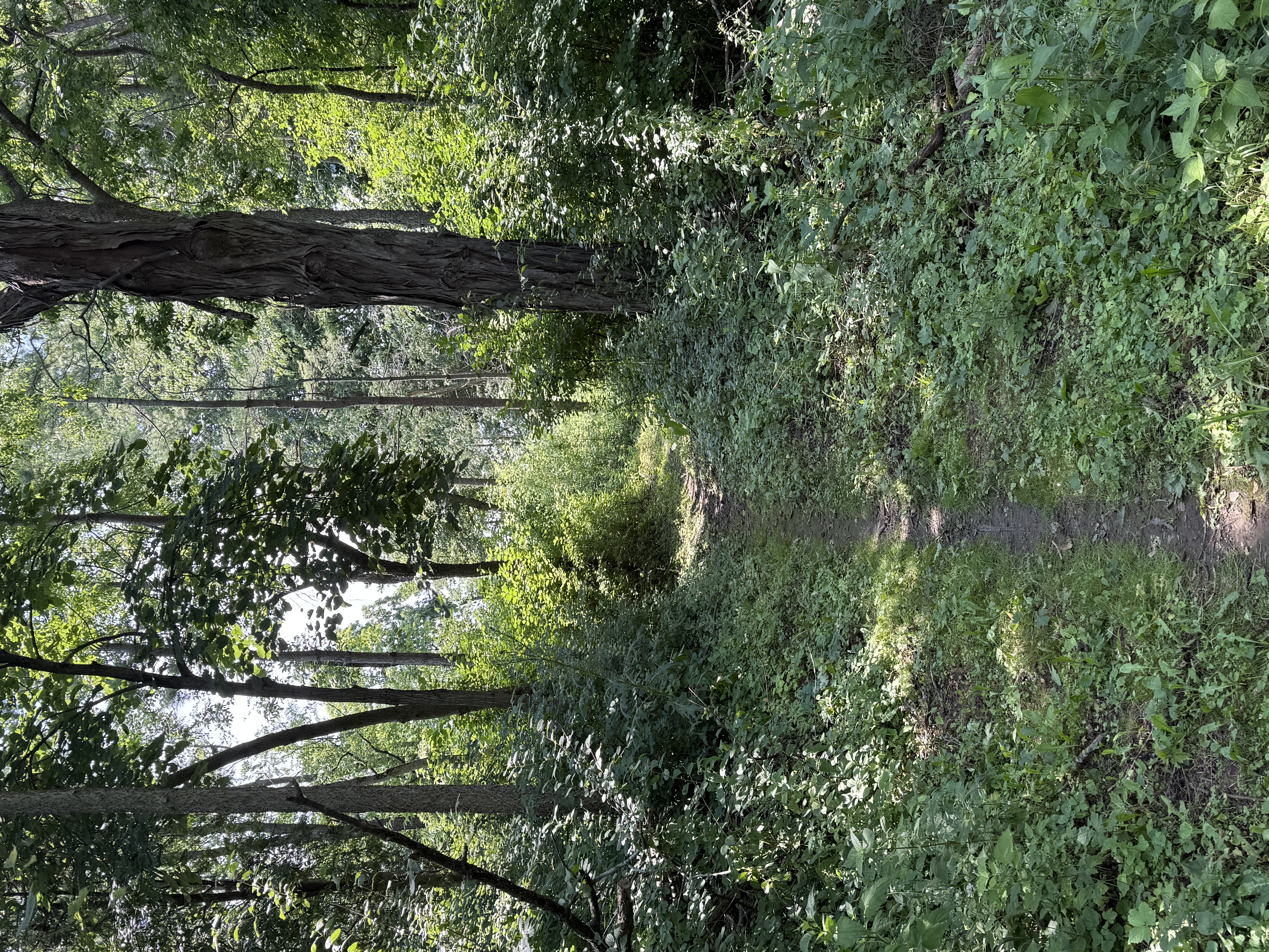 Trail status picture